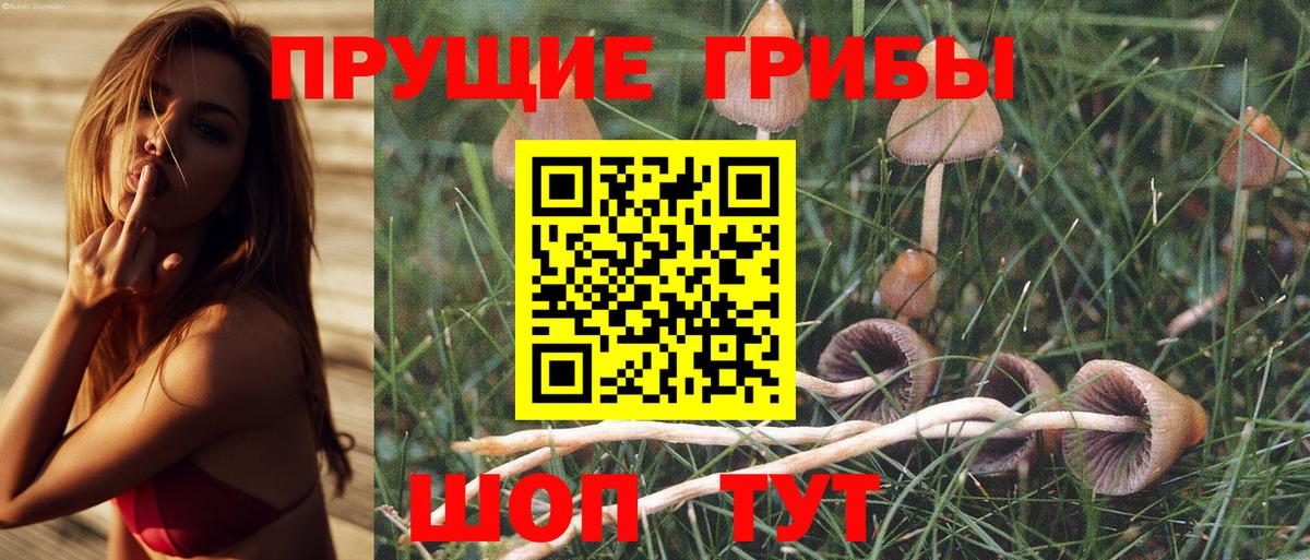 Псилоцибиновые грибы Psilocybine cubensis  Вход с VPN  Псилоцибиновые грибы Cubensis  Советск 